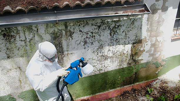 Trusted Mold Removal service in Saxton, PA - Cheap Mold Removal
